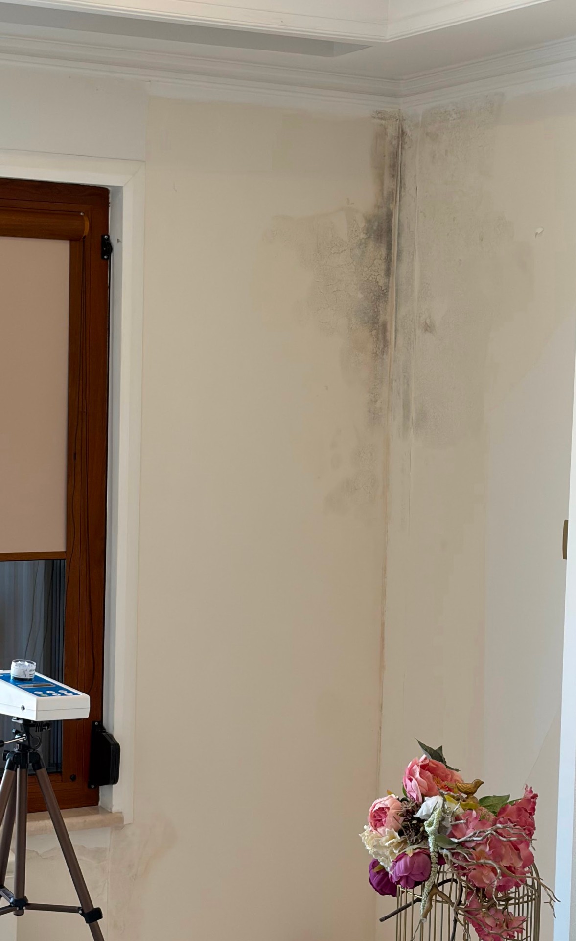 Ce ne spun cu adevărat rezultatele testelor de mucegai?